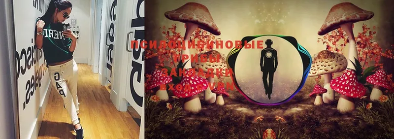 Галлюциногенные грибы Psilocybe  закладки  Воронеж 